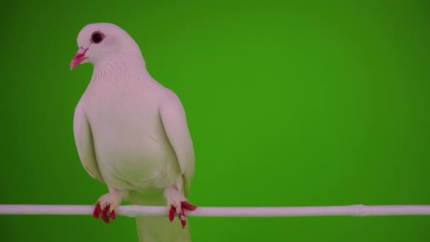 Bílá Holubice Pták Zeleném Pozadí — Stock video