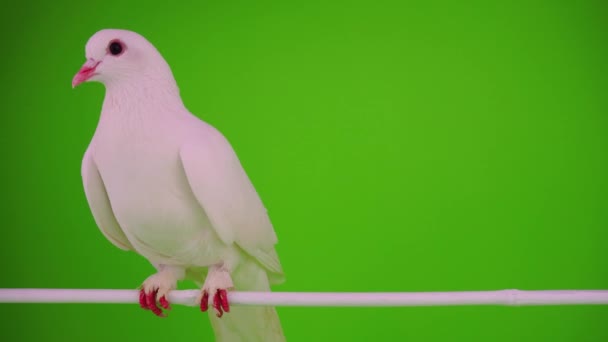 Vit Duva Fågel Grön Bakgrund — Stockvideo