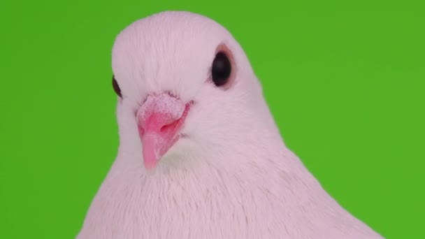 Tourterelle blanche sur fond vert 