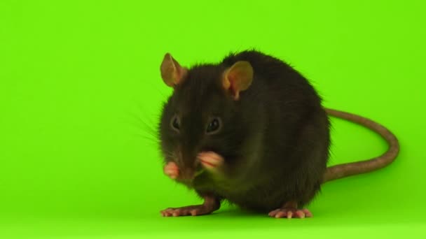 Rat Green Background — Stock Video