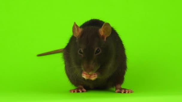 Rat Een Groene Achtergrond — Stockvideo