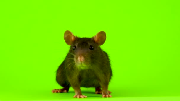 在绿色背景上的老鼠 — 图库视频影像