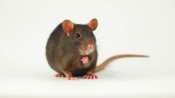 Rat Sur Fond Blanc — Video