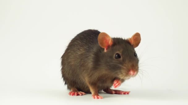 Rat White Background — Stock Video