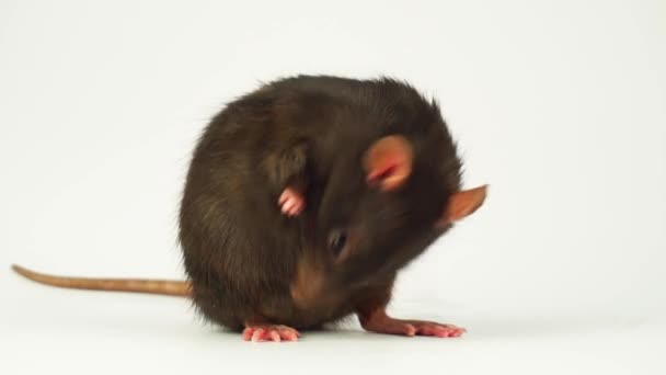 Ratte Auf Weißem Hintergrund — Stockvideo