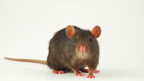 Rat Sur Fond Blanc — Video