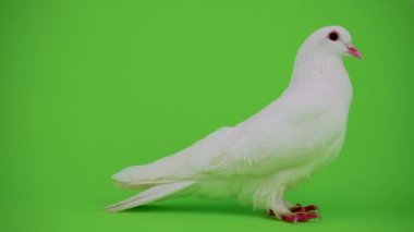 Güvercin kuşu yeşil ekranda beyaz