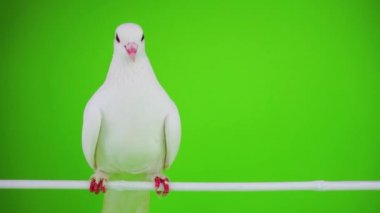 Güvercin kuşu yeşil ekranda beyaz