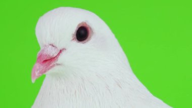 Güvercin kuşu yeşil ekranda beyaz
