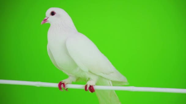 Colombe oiseau blanc sur écran vert 