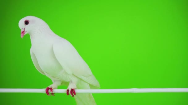 Colombe oiseau blanc sur écran vert 