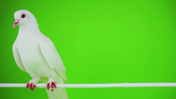 Colombe oiseau blanc sur écran vert 