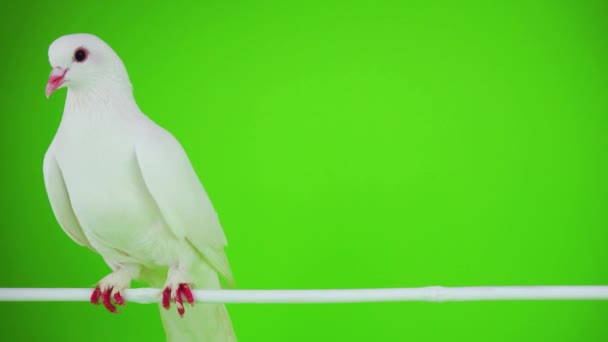 Colombe Oiseau Blanc Sur Écran Vert — Video