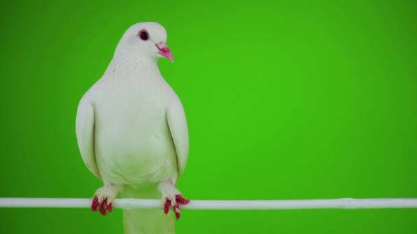 Holubice Pták Bílý Zelené Obrazovce — Stock video