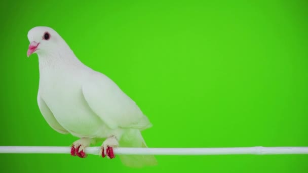 Colombe oiseau blanc sur écran vert 