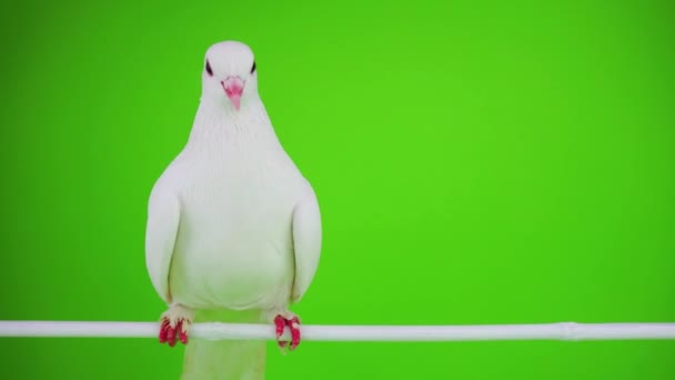 Colombe Oiseau Blanc Sur Écran Vert — Video