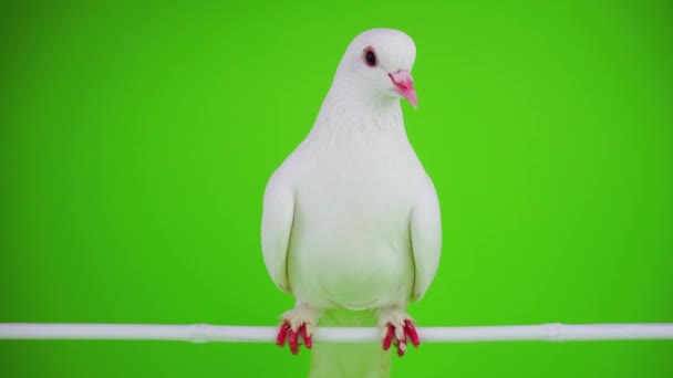 Colombe Oiseau Blanc Sur Écran Vert — Video