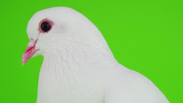 Colombe oiseau blanc sur écran vert 