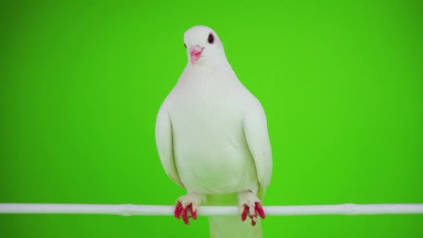 Dove Ptak Biały Zielonym Ekranie — Wideo stockowe
