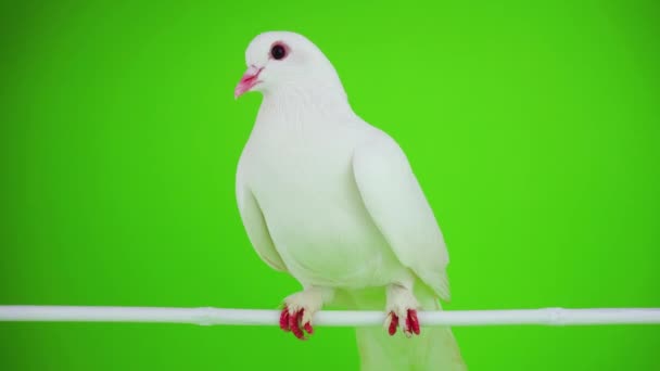 Colombe Oiseau Blanc Sur Écran Vert — Video