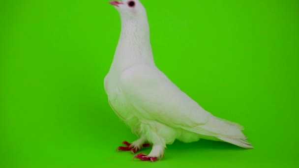 Περιστέρι Πουλί Λευκό Στην Πράσινη Οθόνη — Αρχείο Βίντεο