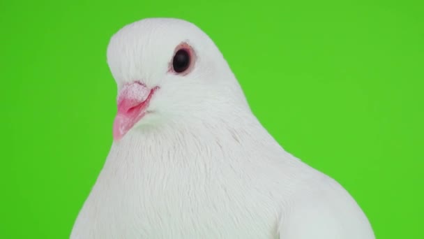Taubenvogel Weiß Auf Grünem Bildschirm — Stockvideo