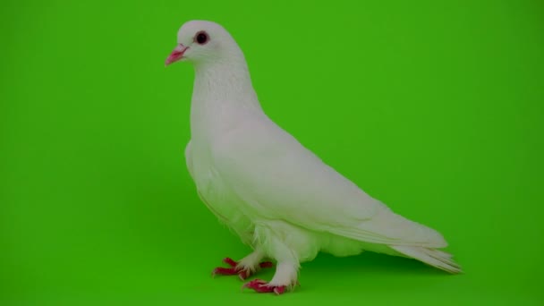 Colombe oiseau blanc sur écran vert 