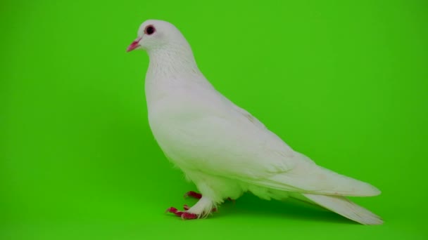 Colombe oiseau blanc sur écran vert 