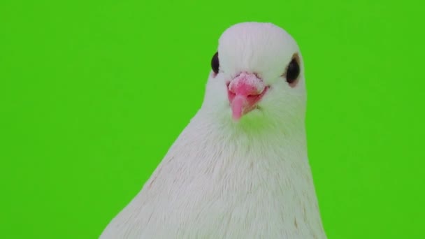 Colombe oiseau blanc sur écran vert 