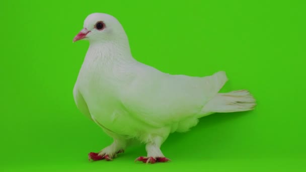 Paloma Pájaro Blanco Pantalla Verde — Vídeos de Stock