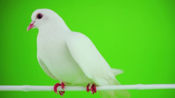 Colombe Oiseau Blanc Sur Écran Vert — Video