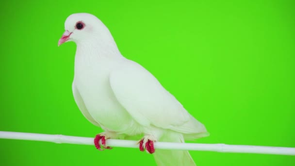 Güvercin Kuşu Yeşil Ekranda Beyaz — Stok video