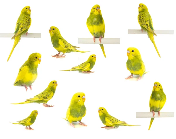 Golvende Papegaai Geel Groene Geïsoleerd Witte Achtergrond — Stockfoto