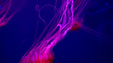 4 bin. Akvaryum havuzunda yüzen bir grup floresan denizanası. Suyun altında parlayan bir denizanasıyla şeffaf denizanası çekimleri. deniz yaşamı duvar kağıdı arkaplanı.