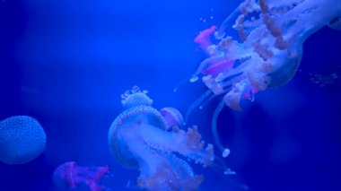 4 bin. Akvaryum havuzunda yüzen bir grup floresan denizanası. Suyun altında parlayan bir denizanasıyla şeffaf denizanası çekimleri. deniz yaşamı duvar kağıdı arkaplanı.