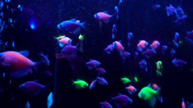 Renkli akvaryum, güzel balık ocean mercan içinde yüzme. Bir akvaryum egzotik balıkları. 4 k görüntüleri