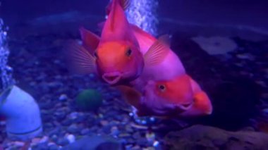 Renkli akvaryum, güzel balık ocean mercan içinde yüzme. Bir akvaryum egzotik balıkları. 4 k görüntüleri