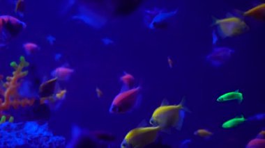 Renkli akvaryum, güzel balık ocean mercan içinde yüzme. Bir akvaryum egzotik balıkları. 4 k görüntüleri