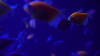 Renkli akvaryum, güzel balık ocean mercan içinde yüzme. Bir akvaryum egzotik balıkları. 4 k görüntüleri