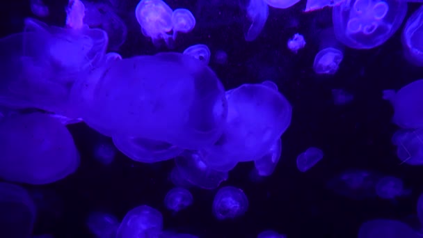 Eine Gruppe Fluoreszierender Quallen Schwimmt Einem Aquarienpool Transparente Quallen Unterwasseraufnahmen — Stockvideo