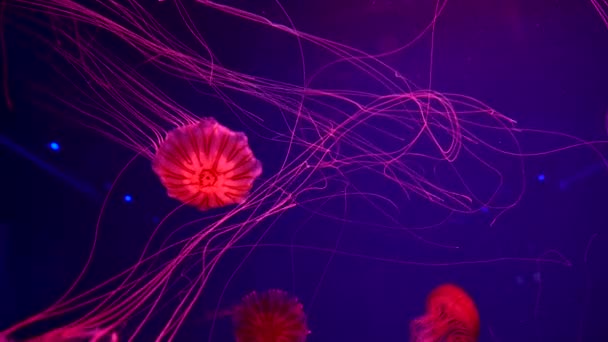 4K. un groupe de méduses fluorescentes nageant dans une piscine d'aquarium. méduses transparentes coups sous-marins avec une méduse rougeoyante se déplaçant dans l'eau. vie marine fond d'écran.