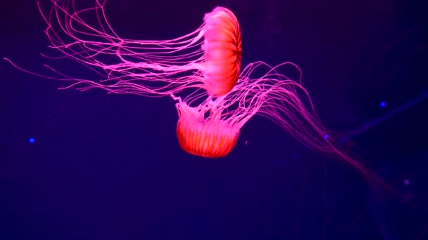 4K. un groupe de méduses fluorescentes nageant dans une piscine d'aquarium. méduses transparentes coups sous-marins avec une méduse rougeoyante se déplaçant dans l'eau. vie marine fond d'écran.