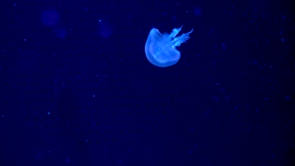 一群在水族馆游泳池里游泳的荧光水母 透明的水母在水下拍击 水母在水里移动 海洋生物壁纸背景 — 图库视频影像