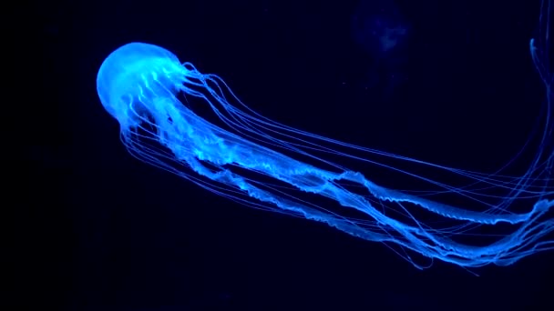 Grupo Medusas Fluorescentes Nadando Una Piscina Acuario Medusas Transparentes Bajo — Vídeo de stock