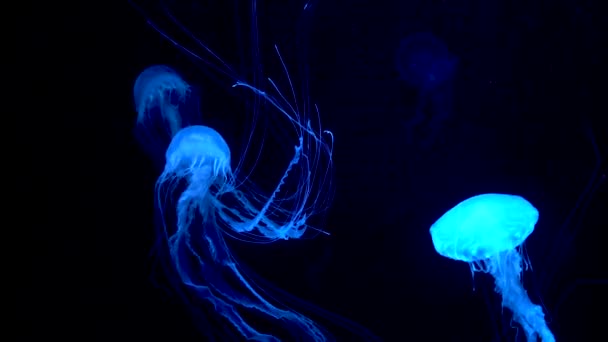 Group Fluorescent Jellyfish Swimming Aquarium Pool Transparent Jellyfish Underwater Shots — Stock Video © TRSTOK #254344868 Group Fluorescent Jellyfish Swimming Aquarium Pool Transparent Jellyfish Underwater Shots — Stock Video © TRSTOK #254344868