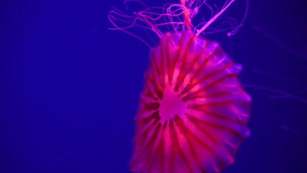 Groupe Méduses Fluorescentes Nageant Dans Une Piscine Aquarium Méduses Transparentes — Video