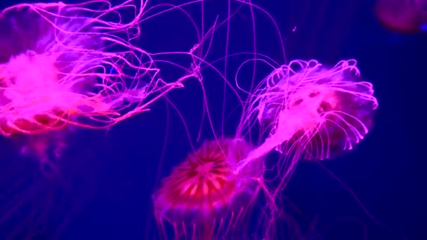 一群在水族馆游泳池里游泳的荧光水母 透明的水母在水下拍击 水母在水里移动 海洋生物壁纸背景 — 图库视频影像