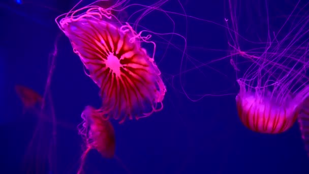 4K. un groupe de méduses fluorescentes nageant dans une piscine d'aquarium. méduses transparentes coups sous-marins avec une méduse rougeoyante se déplaçant dans l'eau. vie marine fond d'écran.