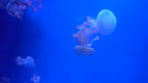 水族館のプールで泳いでいる蛍光クラゲのグループです 水中で透明クラゲが水中を動き回ります 海洋生物壁紙の背景 — ストック動画