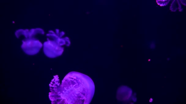 Group Fluorescent Jellyfish Swimming Aquarium Pool Transparent Jellyfish Underwater Shots — Stock Video